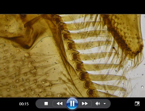 景深合成帮助视频